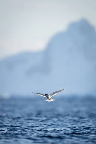 Sterna Antartica Sorvola Oceano Vicino Alle Montagne — Foto Stock