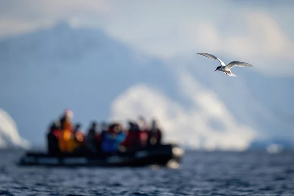 Antarktisseeschwalbe Fliegt Der Nähe Von Schlauchbooten Über Ozean — Stockfoto