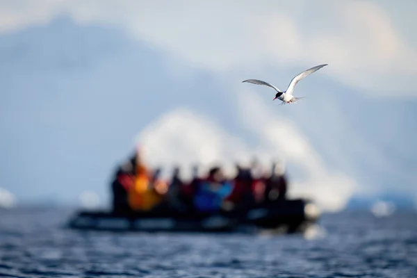 Antarktisseeschwalbe Fliegt Mit Schlauchboot Über Ozean — Stockfoto