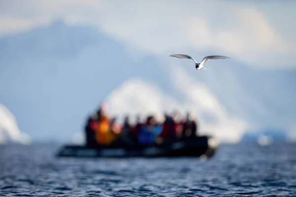 Antarktisseeschwalbe Fliegt Mit Schlauchboot Über Das Meer — Stockfoto