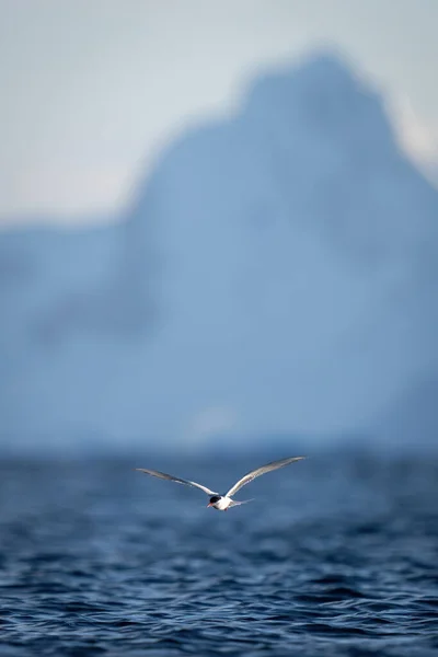南极燕鸥在高山附近的海面上飞翔 — 图库照片