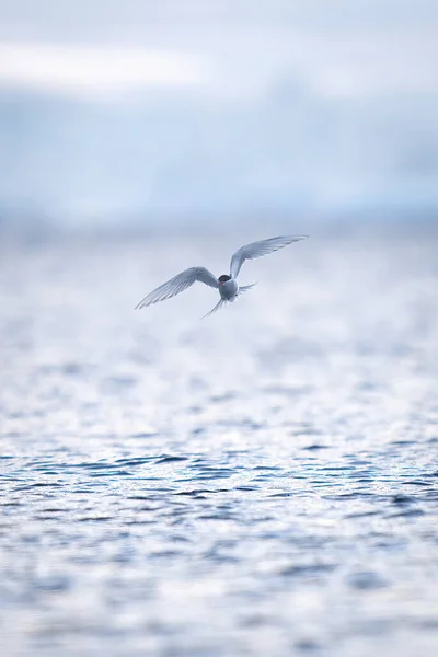Ανταρκτική Tern Πετά Πάνω Από Θάλασσα Προς Κάμερα — Φωτογραφία Αρχείου