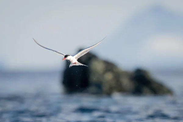 Rybák Antarktický Letí Kolem Skal Rybami — Stock fotografie