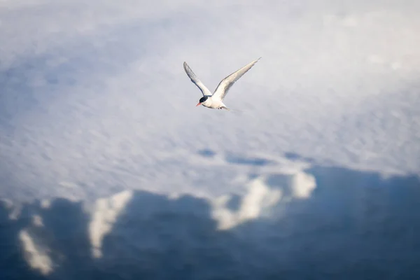 Patrón Antártico Volando Sobre Orilla Nieve —  Fotos de Stock