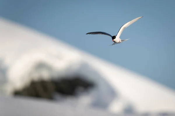 Terna Antartica Che Vola Oltre Riva Della Neve — Foto Stock