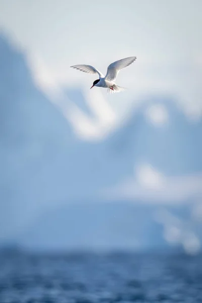 Tern Antártico Voando Com Geleira Fundo — Fotografia de Stock