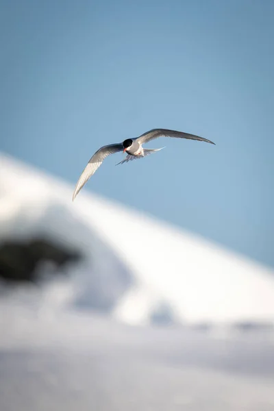 Tern Antártico Desliza Sobre Banco Neve — Fotografia de Stock