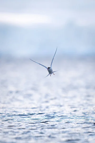 카메라를 제비갈매기 — 스톡 사진