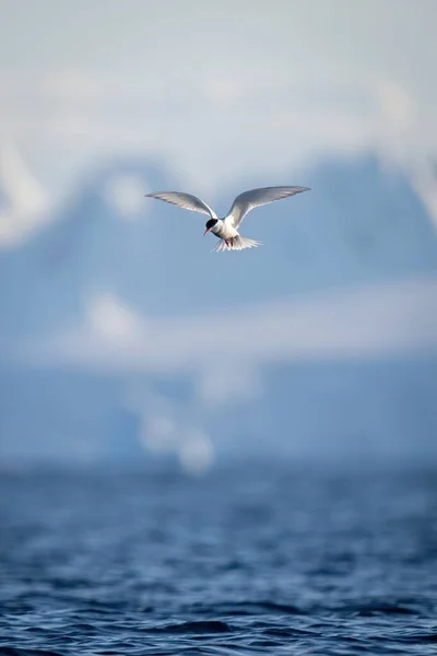 Tern Antártico Voando Com Colinas Fundo — Fotografia de Stock