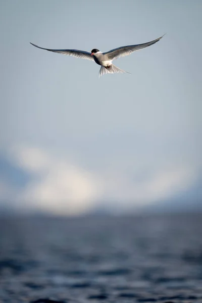 Antarctic Tern Desliza Sobre Água Sol — Fotografia de Stock