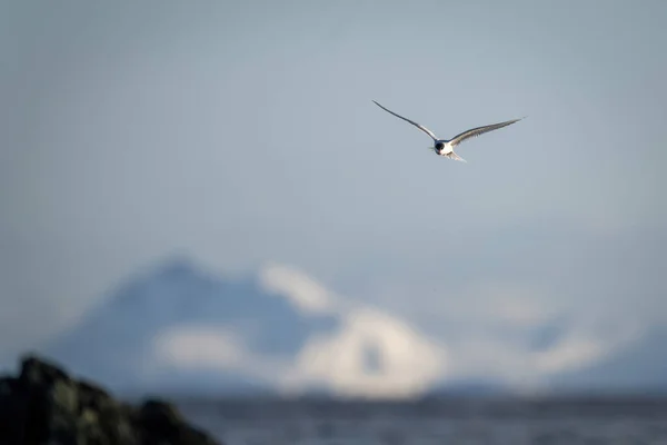 Tern Antártico Desliza Sobre Oceano Perto Rochas — Fotografia de Stock