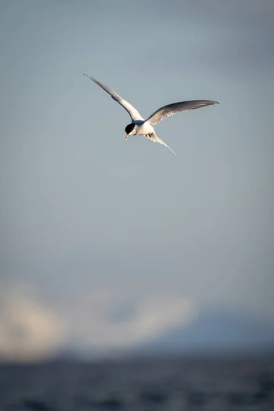 Tern Antártico Paira Céu Azul Brilhante — Fotografia de Stock