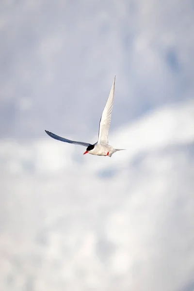 南极灯笼带着翅膀掠过冰山 — 图库照片
