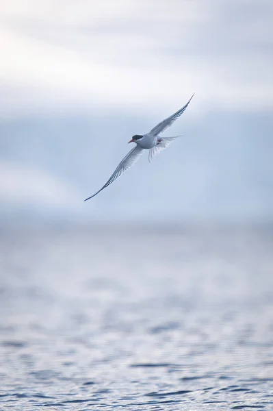 Tern Antártico Sobre Mar Com Asas Estendidas — Fotografia de Stock