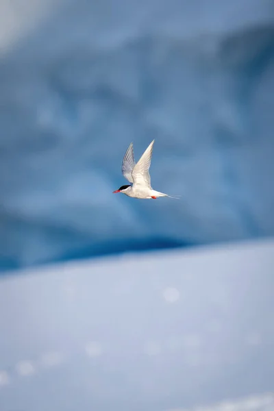 Antarktisseeschwalbe Passiert Eisberg Mit Erhobenen Flügeln — Stockfoto