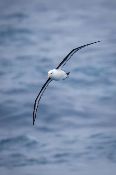 Schwarzbrauenalbatros Überquert Ozean Mit Diagonalen Flügeln — Stockfoto