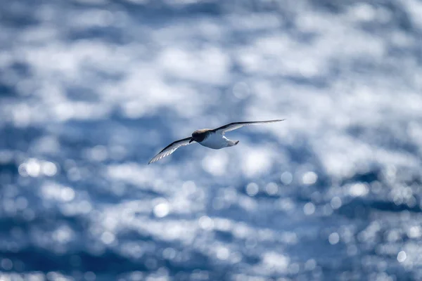 背光明亮的南极海燕在阳光下穿越大海 — 图库照片