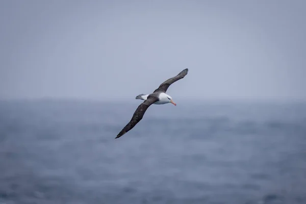 Fekete Browed Albatrosz Legyek Szárnyakkal Átlósan Széttárva — Stock Fotó
