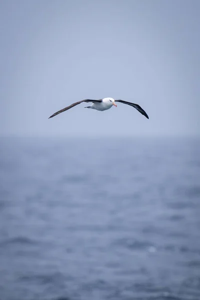 Zwarte Wenkbrauwen Albatros Glijdt Kalme Blauwe Zee — Stockfoto
