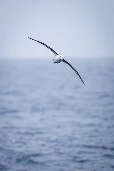Zwart Wenkbrauwen Albatros Glijdt Richting Camera Oceaan — Stockfoto