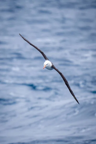 Schwarzbrauenalbatros Gleitet Mit Diagonal Ausgestreckten Flügeln — Stockfoto