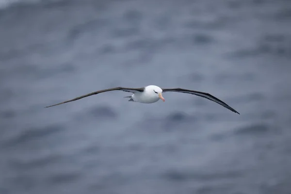 Albatross Nero Browed Sopra Oceano Con Ali Sparse — Foto Stock