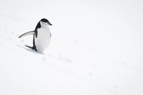 Chinstrap Pingvin Ereszkedik Havas Dombon Napsütésben — Stock Fotó