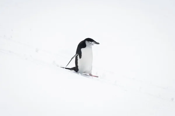 Chinstrap Pinguin Fährt Bei Sonnenschein Schneehang Hinunter — Stockfoto