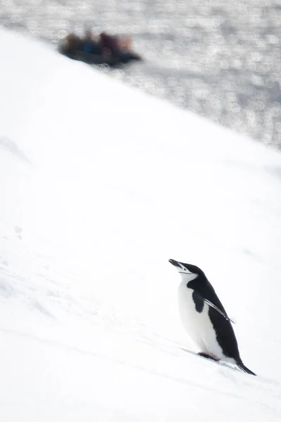 チンパンジーはインフレータブル近くの雪の斜面を登る — ストック写真