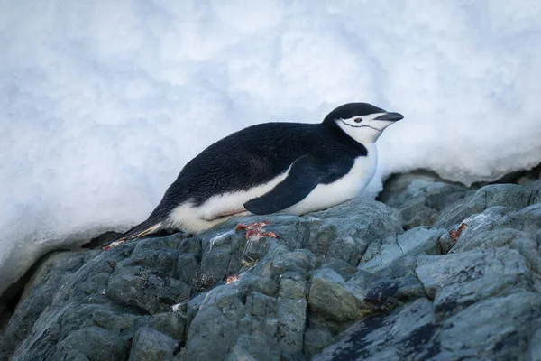 Pinguim Chinstrap Encontra Pedras Olho Câmera — Fotografia de Stock