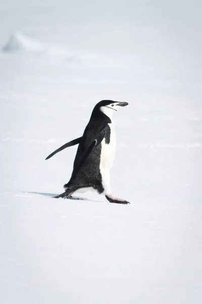 Chinstrap Pingüino Marcha Través Nieve Mirando Derecha —  Fotos de Stock