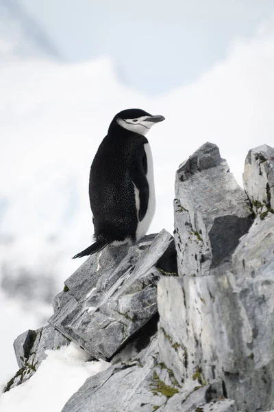 Чінцевий Пінгвін Скелястому Хребті Праворуч — стокове фото