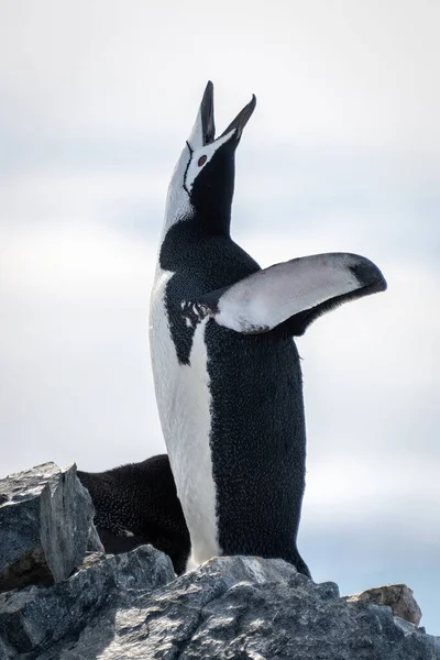 Pinguim Chinstrap Gritos Rocha Céu — Fotografia de Stock
