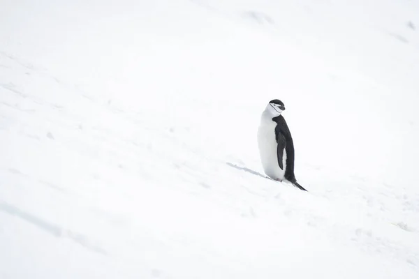 Chinstrap Pinguïn Besneeuwde Heuvel Hangende Kop — Stockfoto