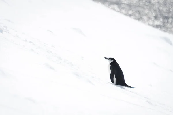 Chinstrap Πιγκουίνος Χιονισμένη Πλαγιά Που Αντιμετωπίζει Αριστερά — Φωτογραφία Αρχείου