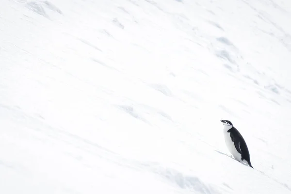 Chinstrap Pinguin Auf Schneebedecktem Hang Beobachtet Kamera — Stockfoto