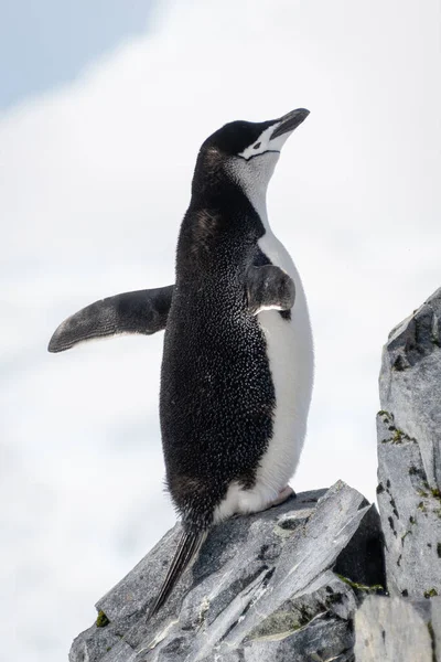 Pinguino Chinstrap Appollaiato Rocce Rivolte Destra — Foto Stock