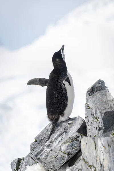 金带企鹅栖息在岩石上仰视着 — 图库照片