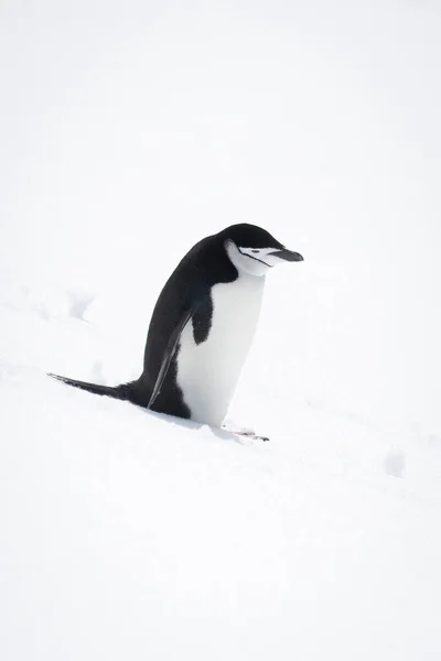 Chinstrap Pingüino Para Mirando Hacia Abajo Colina Nevada —  Fotos de Stock