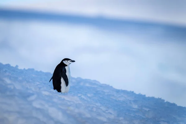 Chinstrap Pinguino Stand Banca Neve Blu — Foto Stock