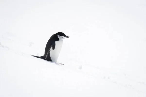 Chinstrap Pinguin Steht Und Schaut Den Verschneiten Hang Hinunter — Stockfoto