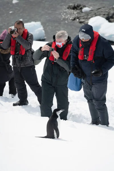 Chinstrap Pingvin Áll Közel Fotósok Hóban — Stock Fotó