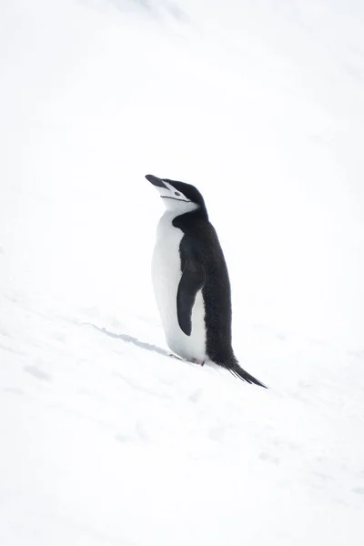 Chinstrap Pinguin Steht Auf Schneebedecktem Hang — Stockfoto