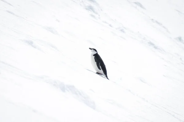 Chinstrap Pingüino Encuentra Ladera Nieve —  Fotos de Stock
