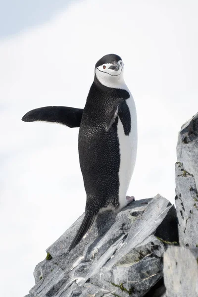 Чіпп Пінгвін Стоїть Скелях Махаючи Лапками — стокове фото