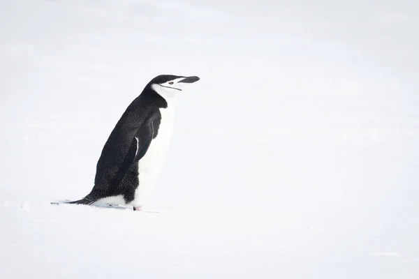 Chinstrap Pingvin Sétál Havon Jobbra Néző — Stock Fotó