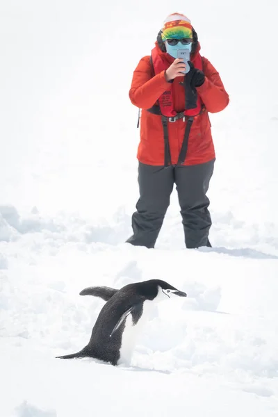 Chinstrap Pengueni Karda Fotoğrafçının Yanından Geçiyor — Stok fotoğraf