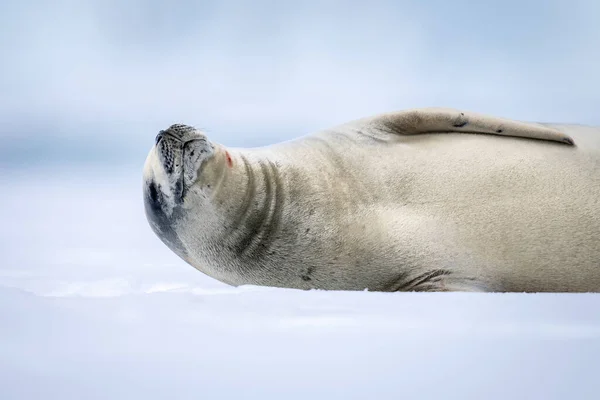 Nahaufnahme Einer Krabbenrobbe Die Auf Schnee Döst — Stockfoto