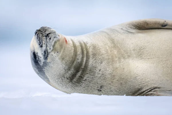 Крупный План Тюленя Крабоеда Дремлющего Льду — стоковое фото