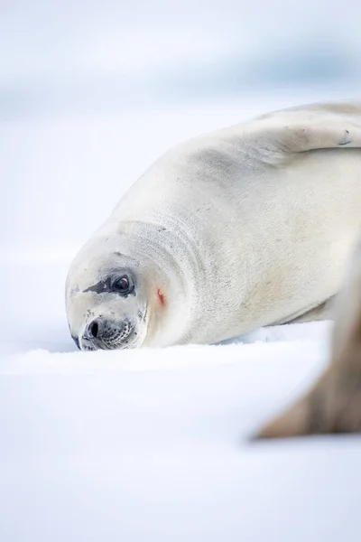 Gros Plan Sur Phoque Crabier Couché Près Autre — Photo